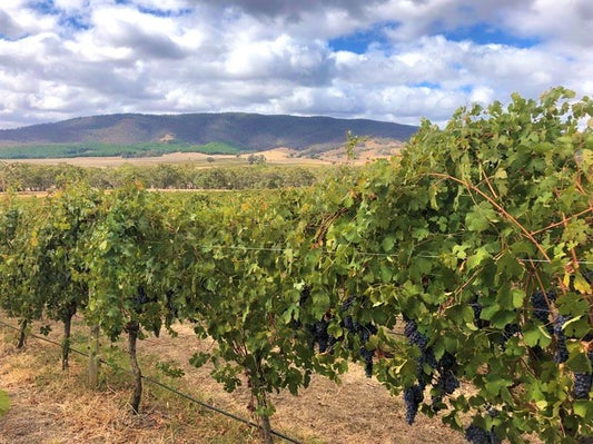 Introducing our 2019 Pyrenees Nebbiolo